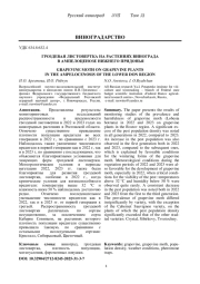ГРОЗДЕВАЯ ЛИСТОВЕРТКА НА РАСТЕНИЯХ ВИНОГРАДА В АМПЕЛОЦЕНОЗЕ НИЖНЕГО ПРИДОНЬЯ