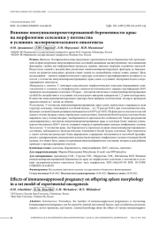 Влияние иммунокомпрометированной беременности крыс на морфологию селезенки у потомства в условиях экспериментального онкогенеза